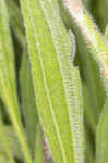 Wavyleaf purple coneflower